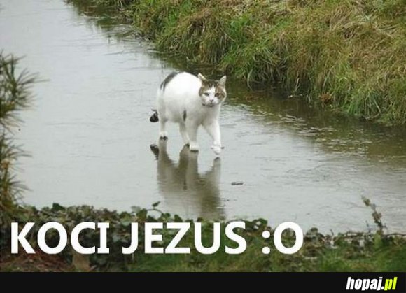 Koci Jezus