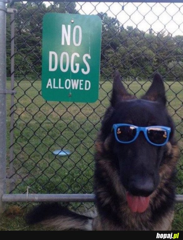 Rebel dog