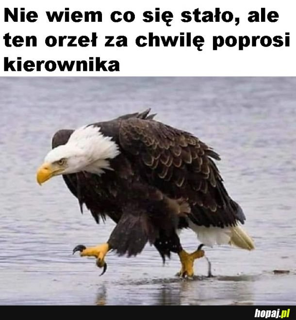 Kierownik