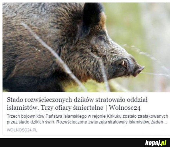 CO ZA IRONIA