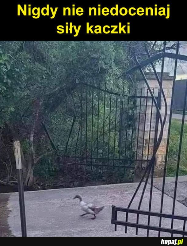 Silna kaczka