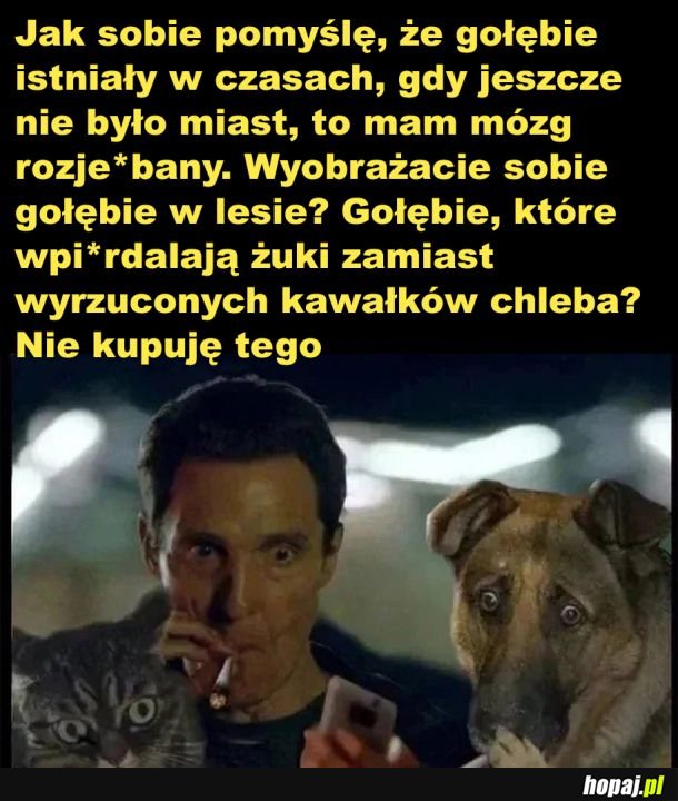 Jak żyły kiedyś gołębie?