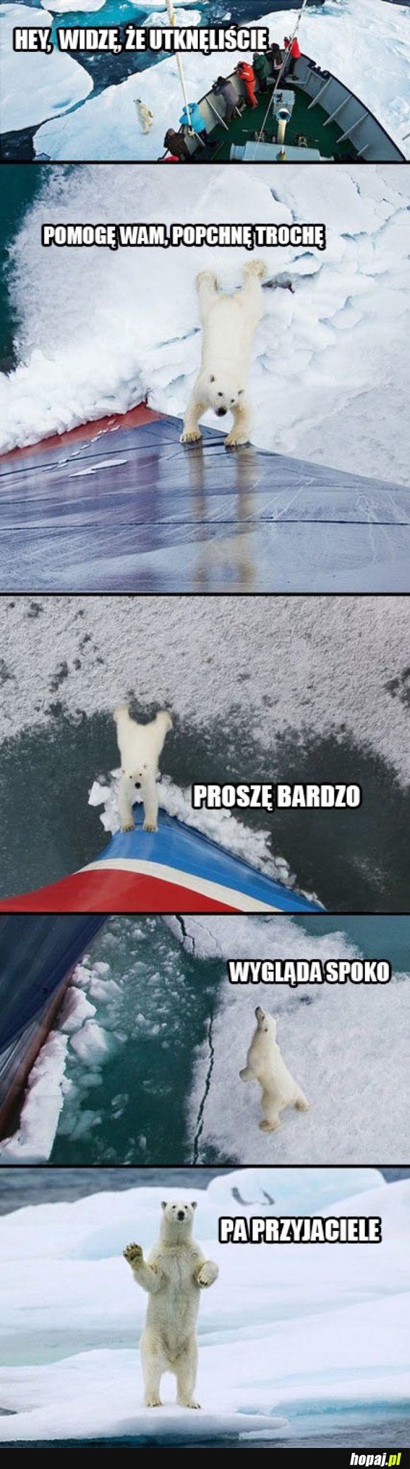 POMOCNY NIEDŹWIEDŹ