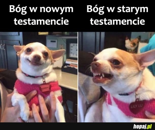 Bóg