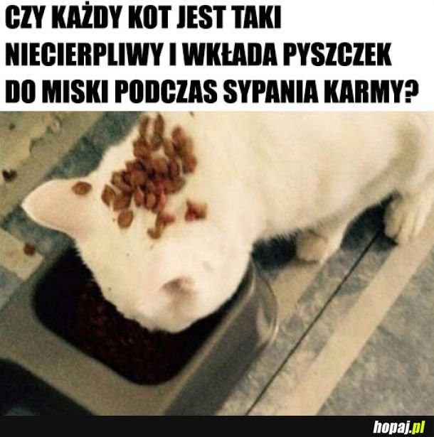  Koty już takie są 