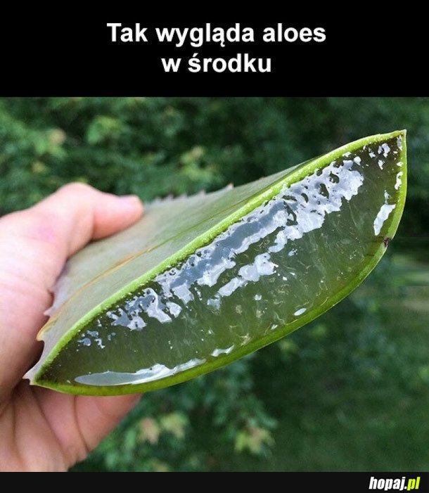 WIDZIAŁEŚ KIEDYŚ?