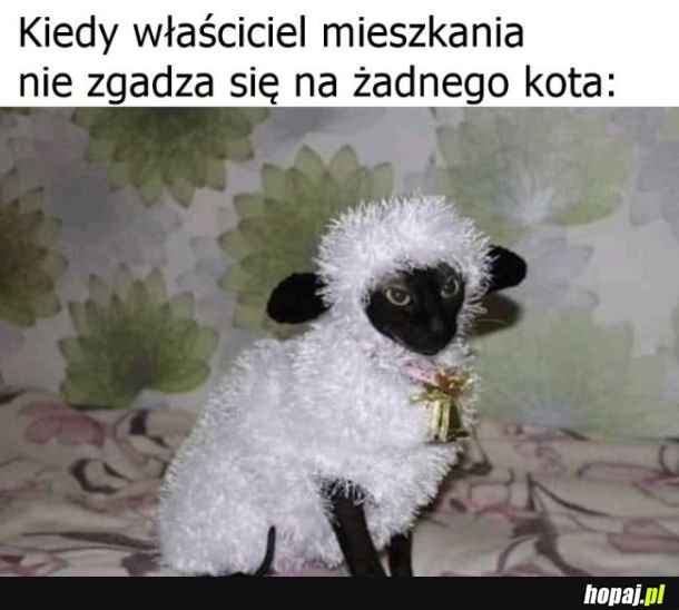 Kamuflaż