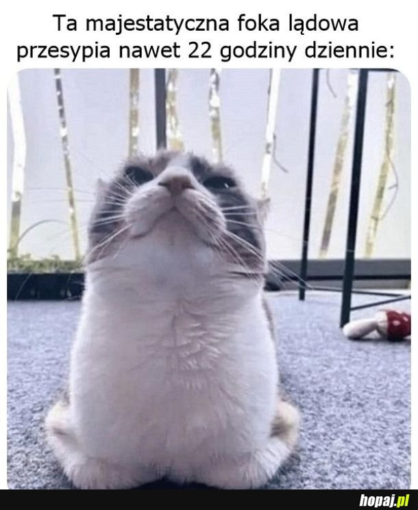 Foka