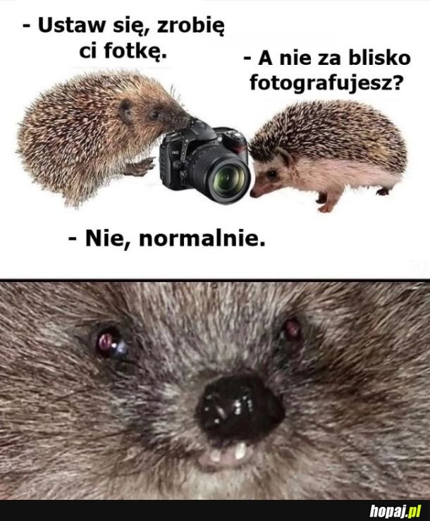 Fotka