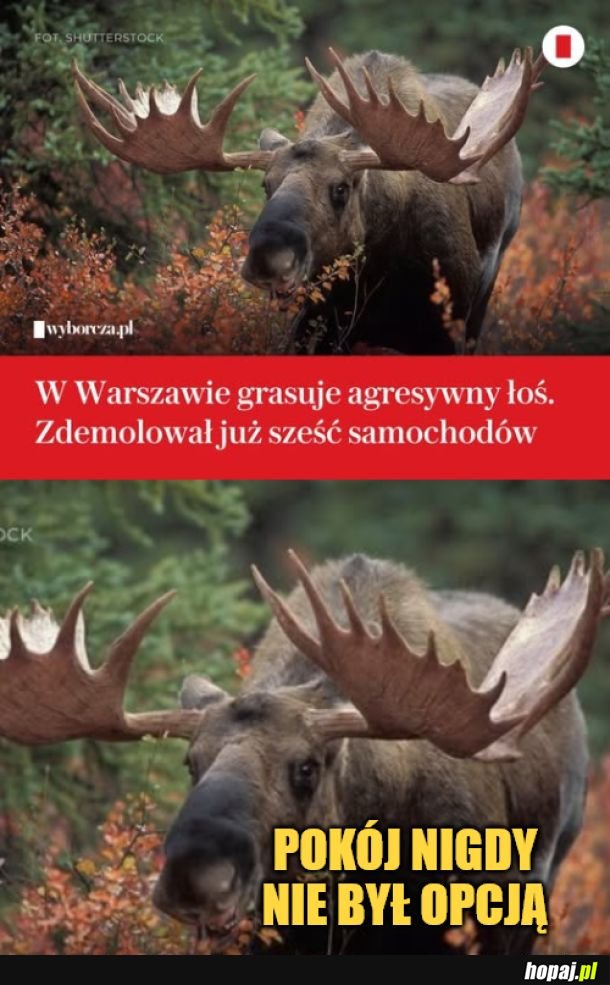 Łoś. 