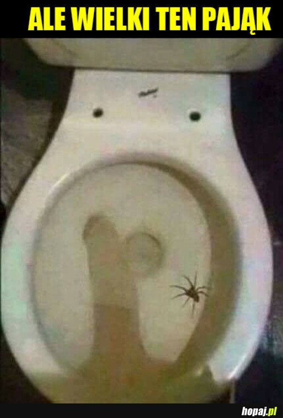 CHYBA JAKIŚ AUSTRALIJSKI