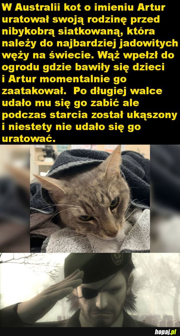 Odważny kot Artur