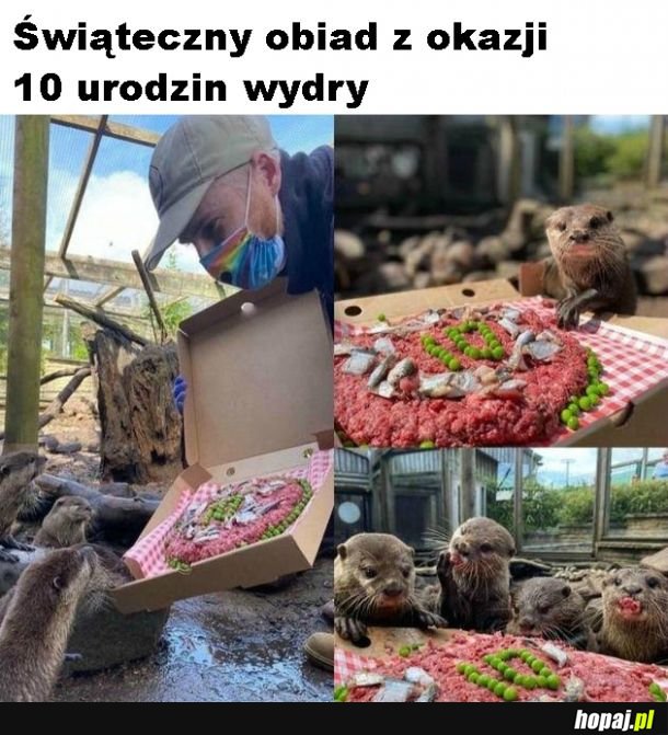 Urodziny wydry