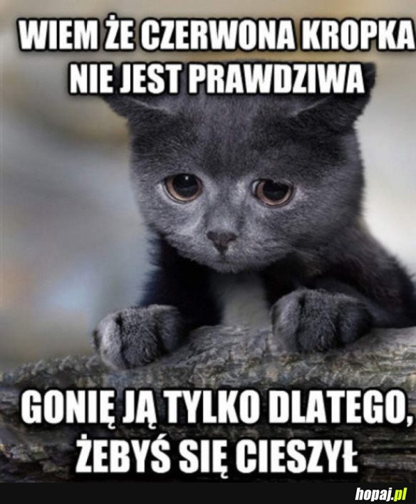Wyznanie kota
