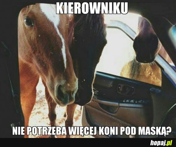 WIĘCEJ KONI