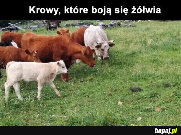 KROWY SIĘ BOJĄ