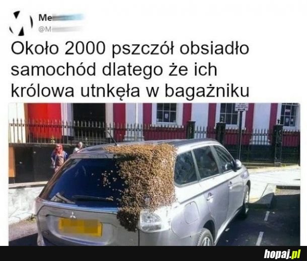 Zemsta na samochodzie