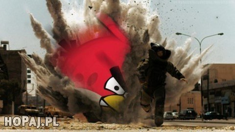 Angry bird