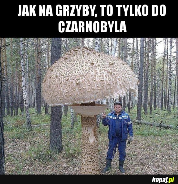 GRZYBY W CZARNOBYLU