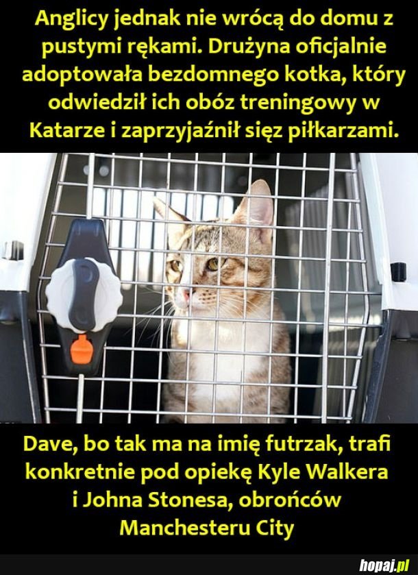 Adoptowany kotek