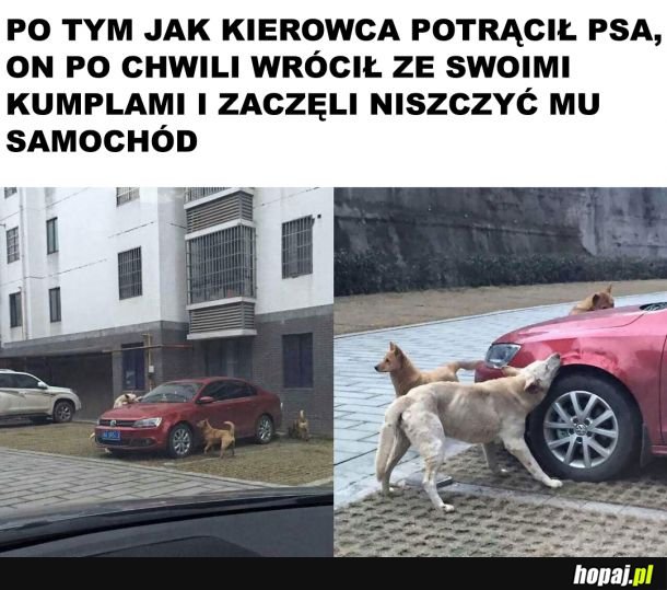 Zemsta 