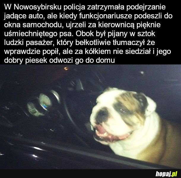 Ten pies wygląda jakby był pod wpływem