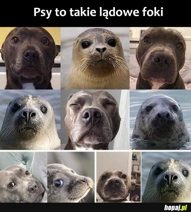 Psy i foki 