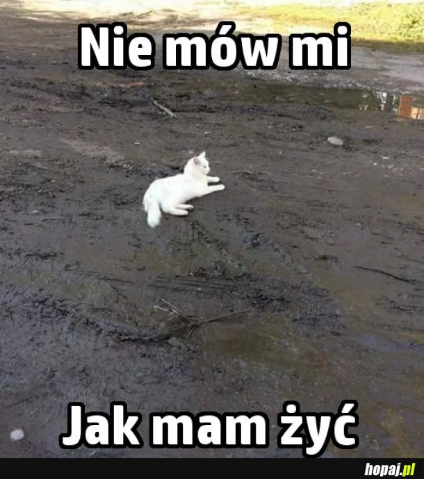 Niegrzeczny kitku 