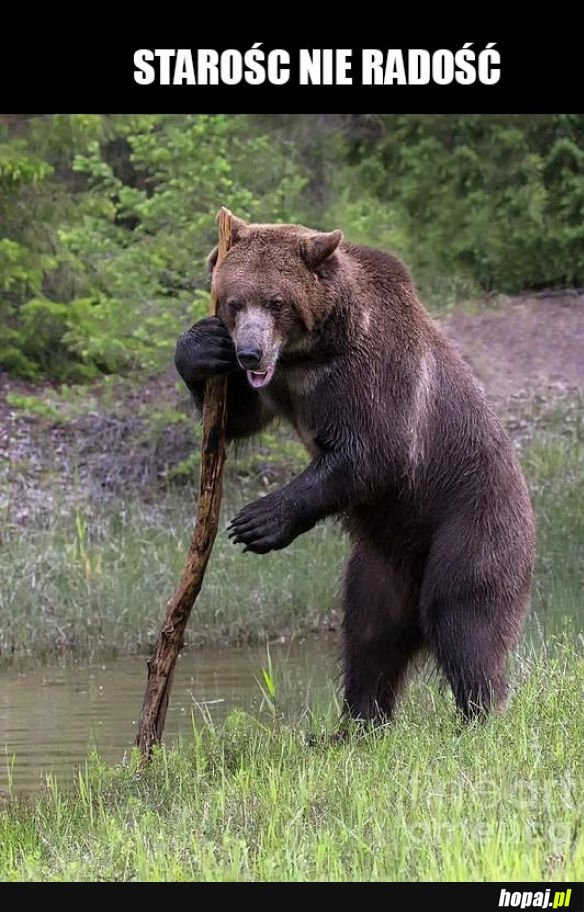Niedźwiedzieł
