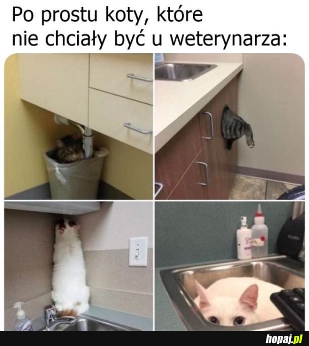 Wizyta