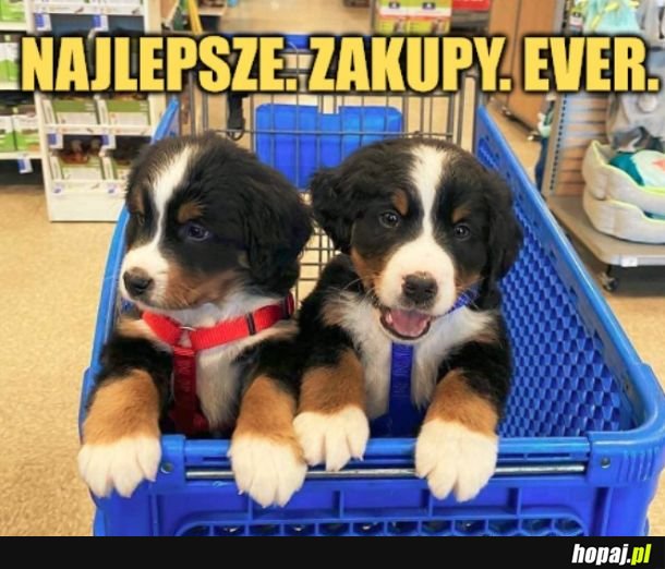 Słodziaki. 