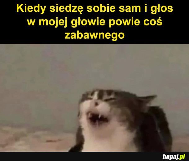 Kotek