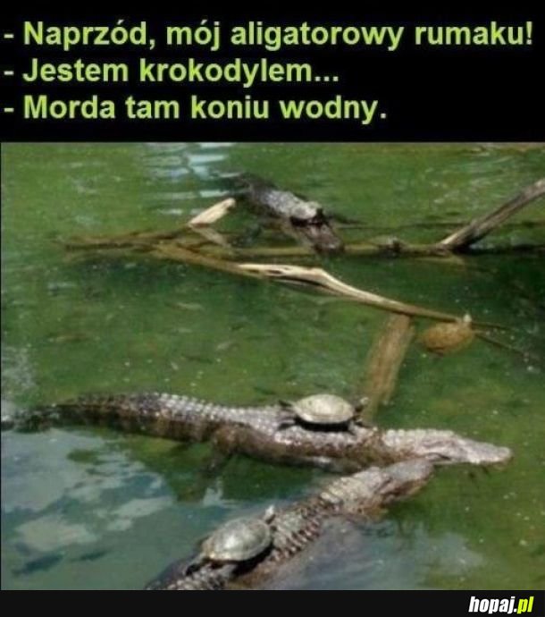 żółwie