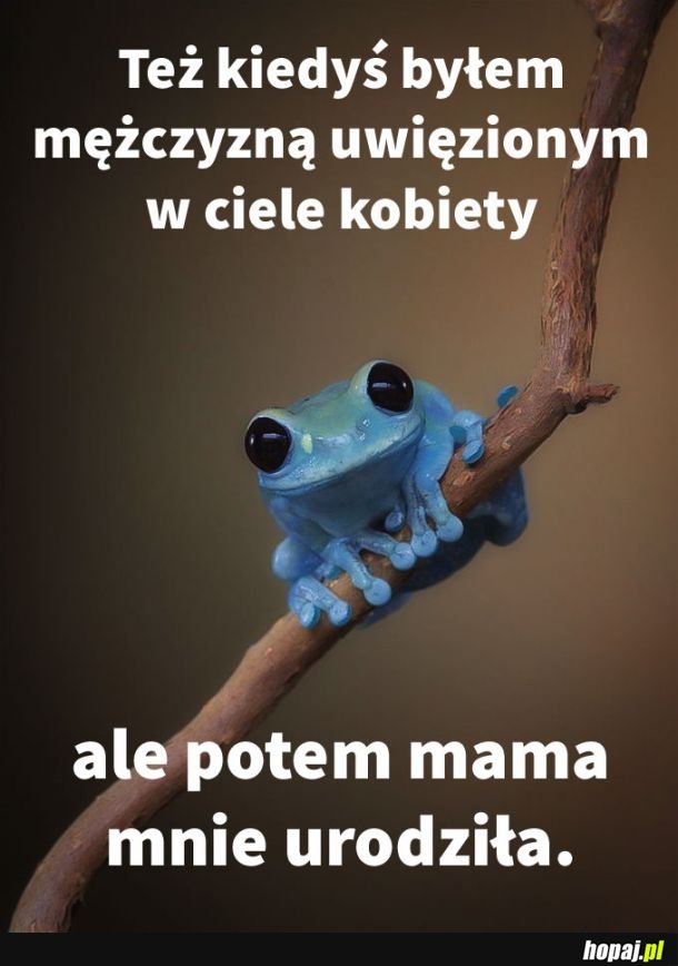 Fakty małej żabki