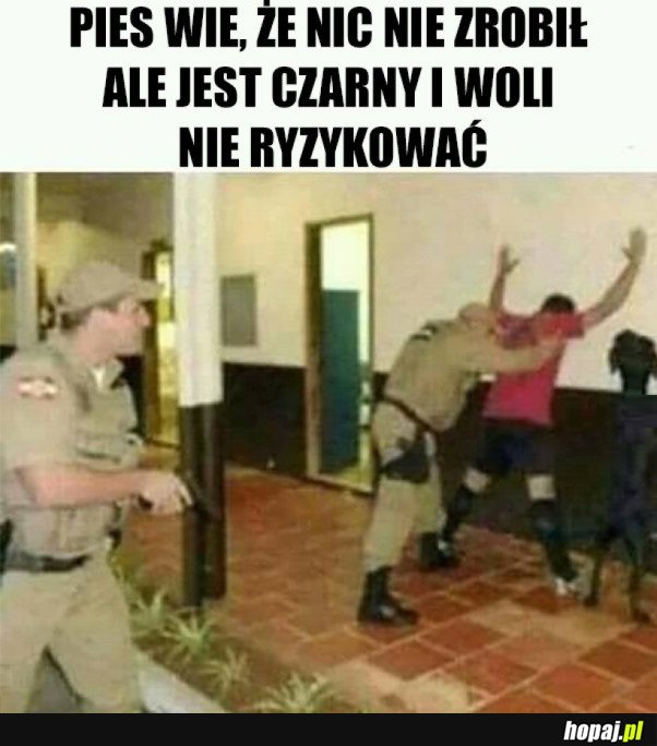 ROZSĄDNY PIES