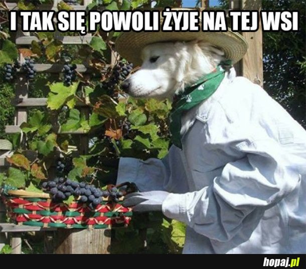 ŻYCIE NA WSI