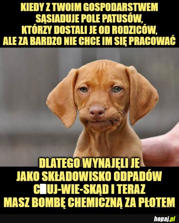 Sąsiedzi.