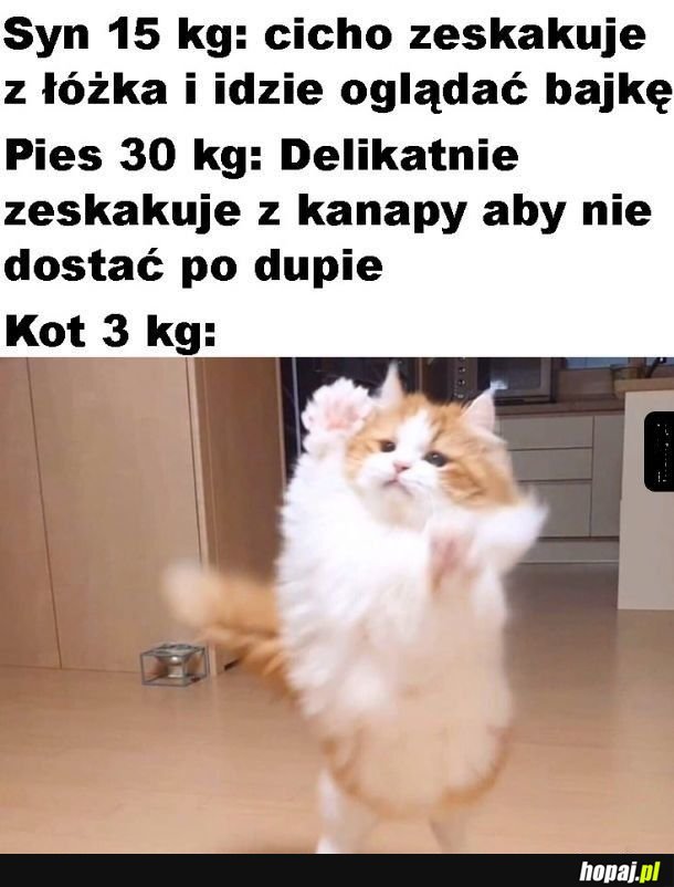 Kot  