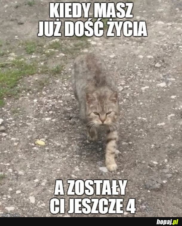 Koteł