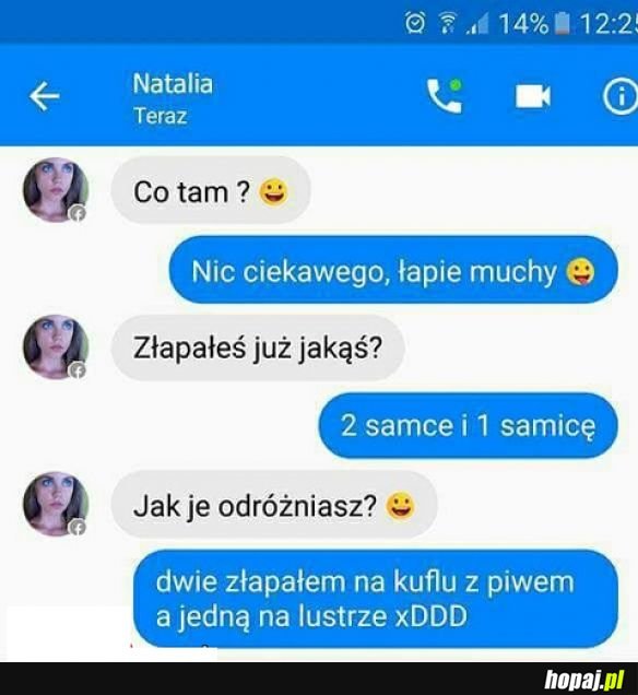 Jak złapać muchy