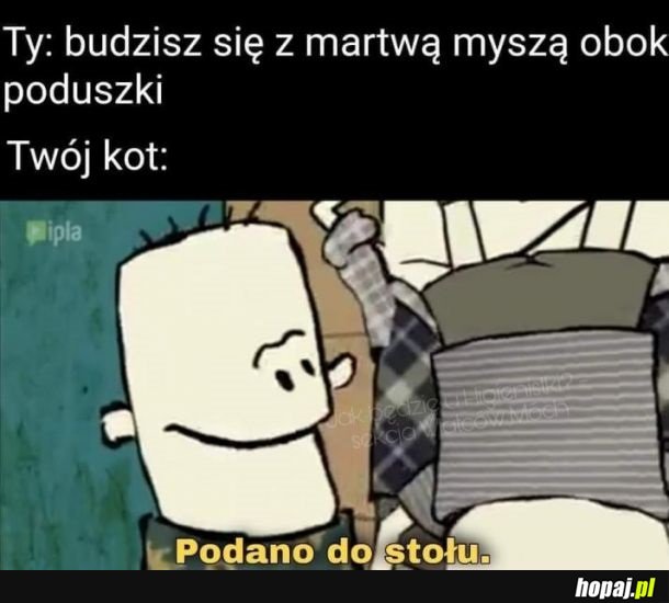 Koty same nam gotują