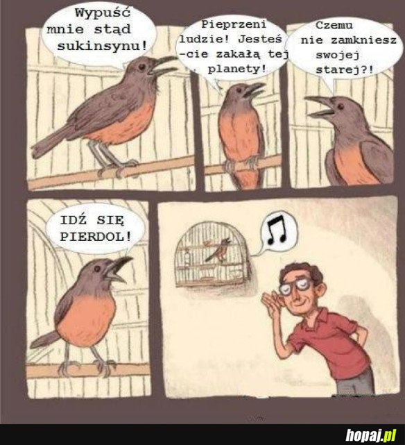 Piękny ptaków śpiew