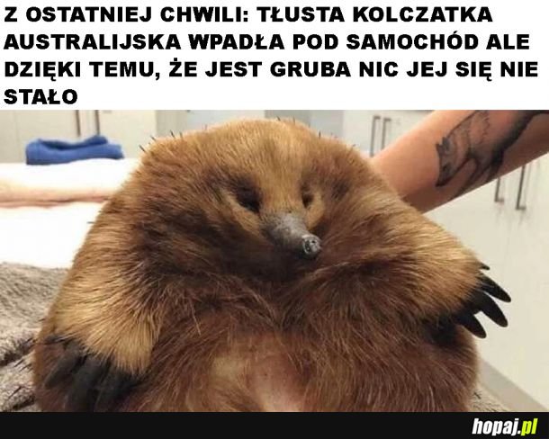 Tłuszczyk uratował