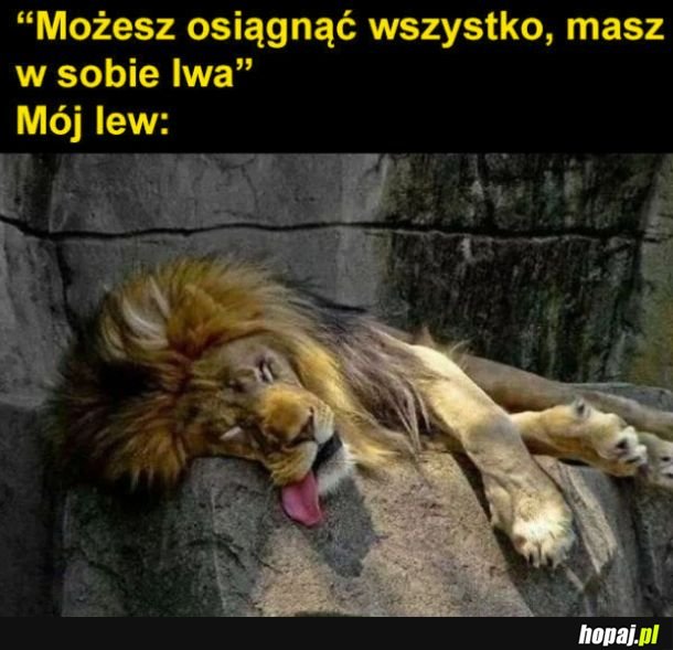 Mój lew