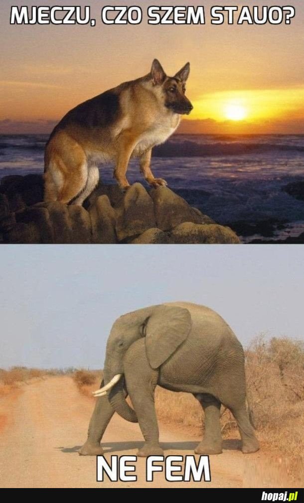 Zwjerzunta