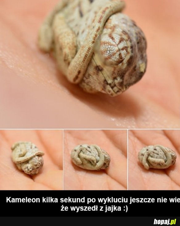 Maleńki kamaleon