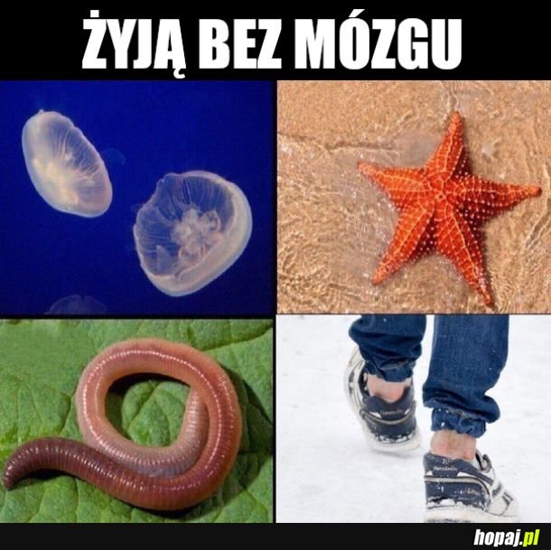 Mózgiii