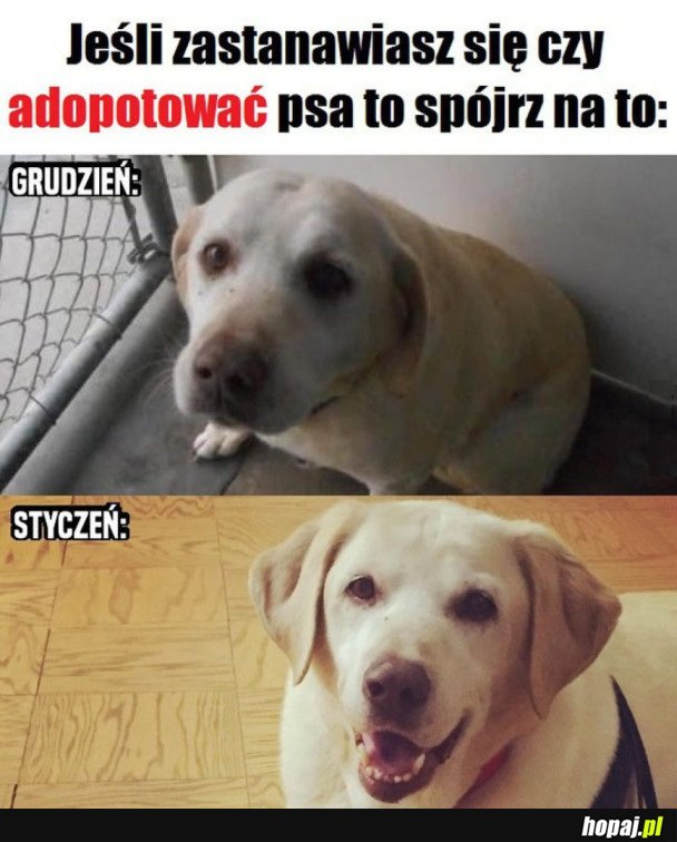 ADOPCJA PSA