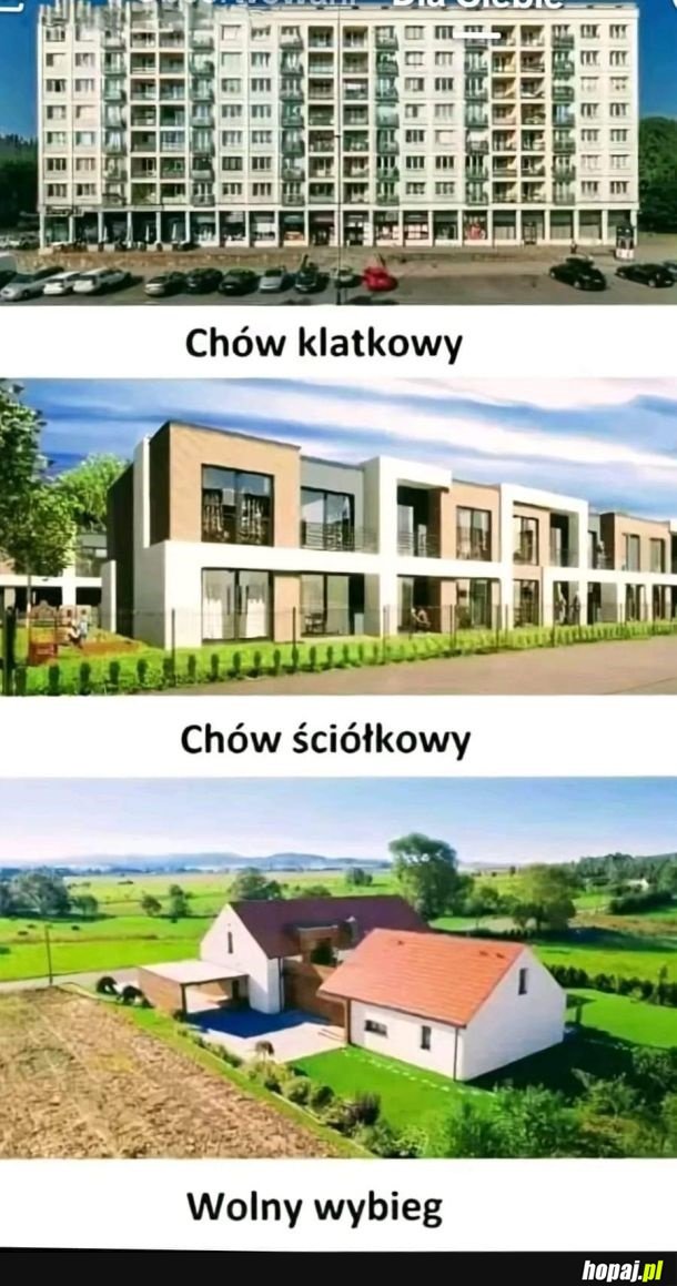 Chów