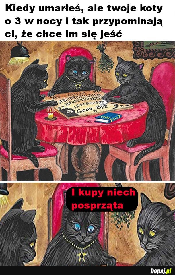 Kotki
